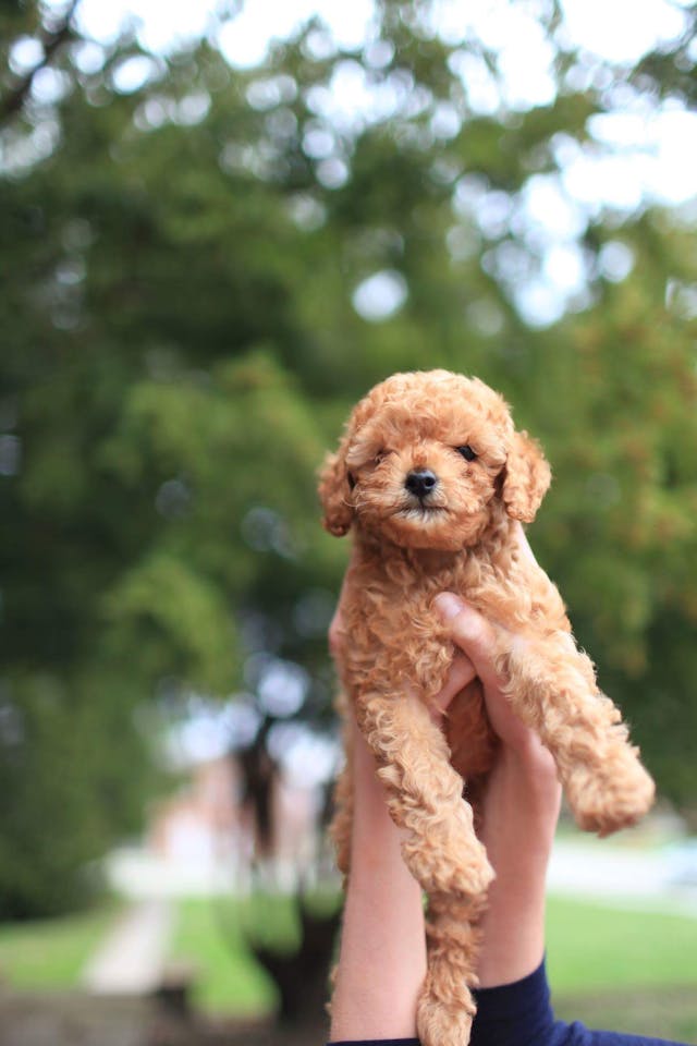 teddy-poo puppies