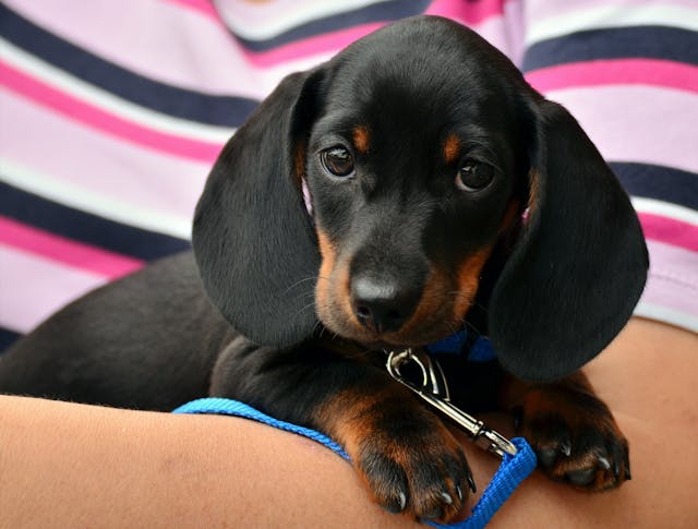 How to Potty Train a Dachshund Puppy