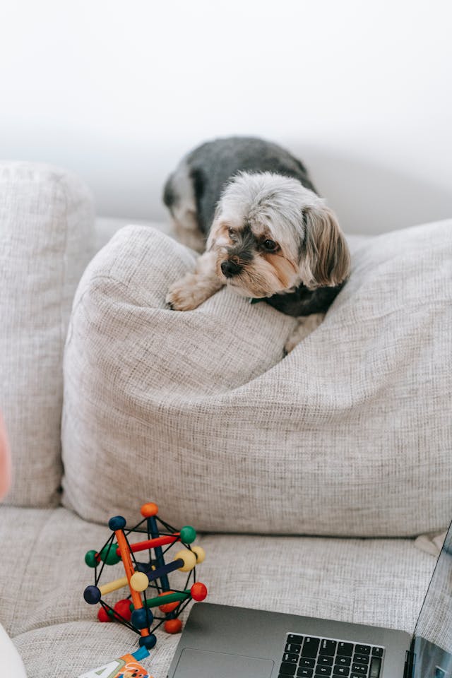 Adopting a Morkie Puppy