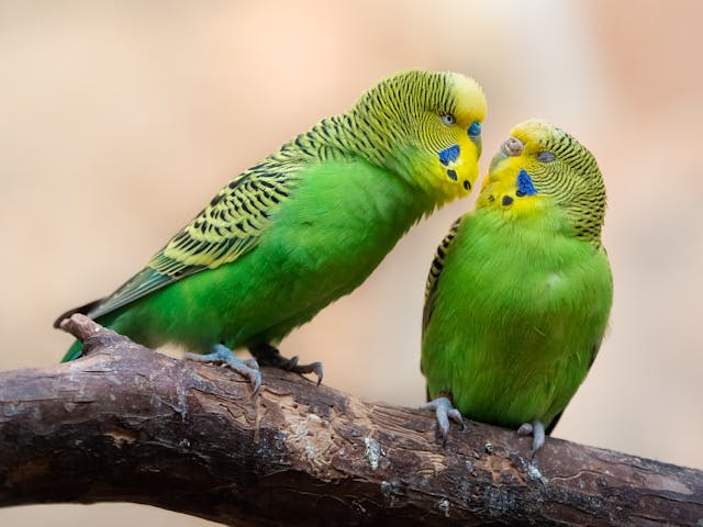 Parakeet birds