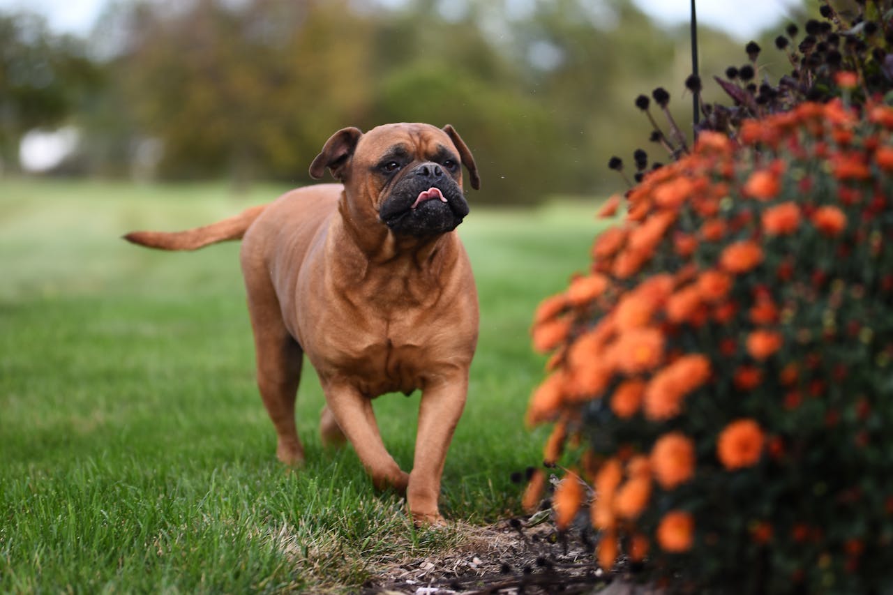 Bullmastiff Family Guardian