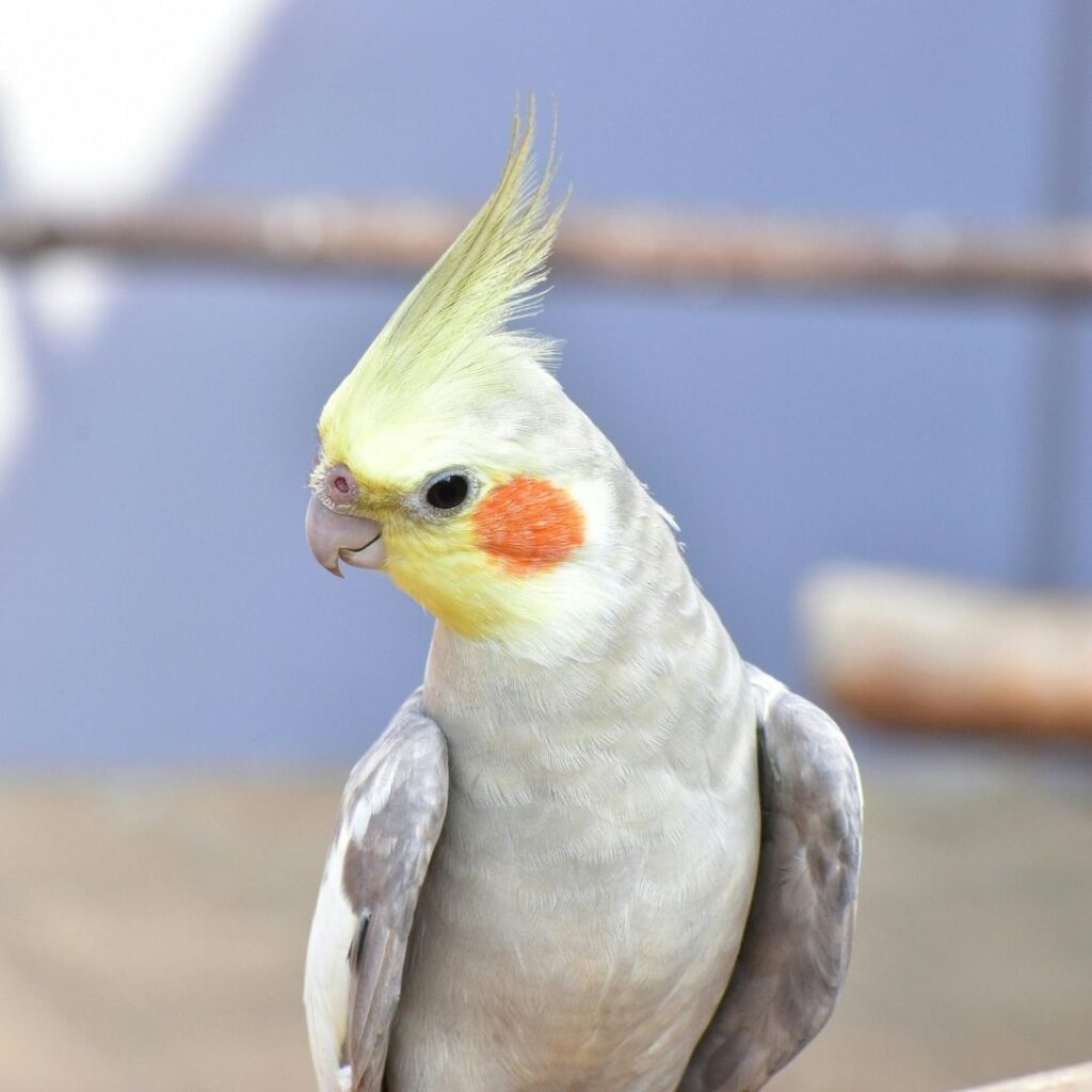 pretty bird