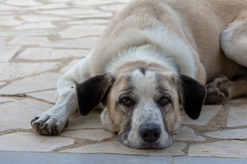 dog fever symptoms
