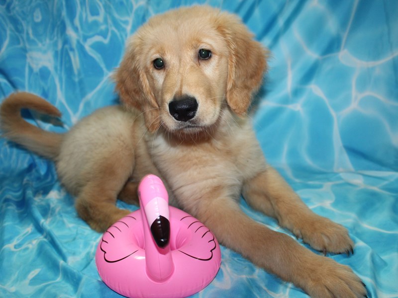 Princess the Golden Retriever