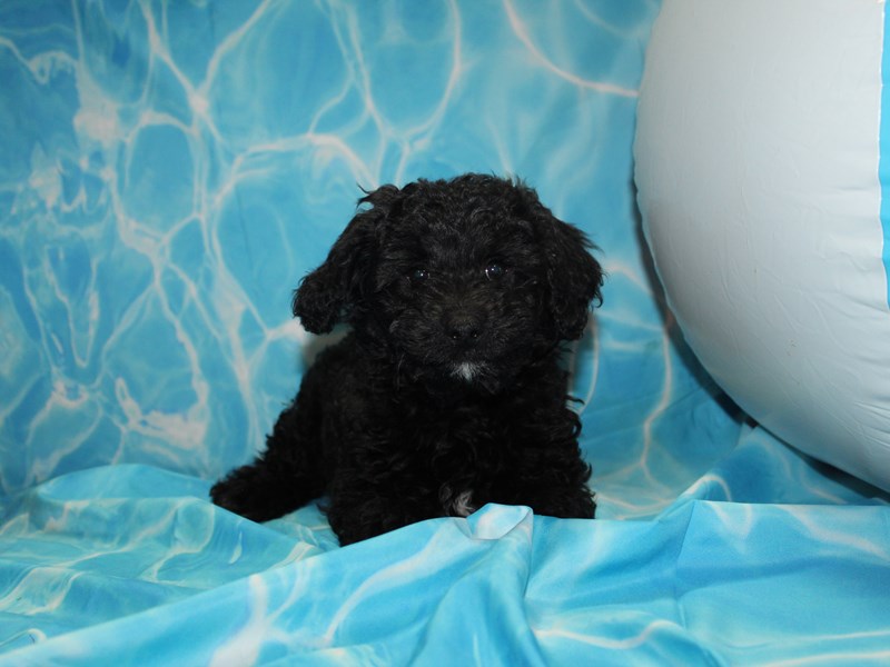 Heidi the Goldendoodle Mini