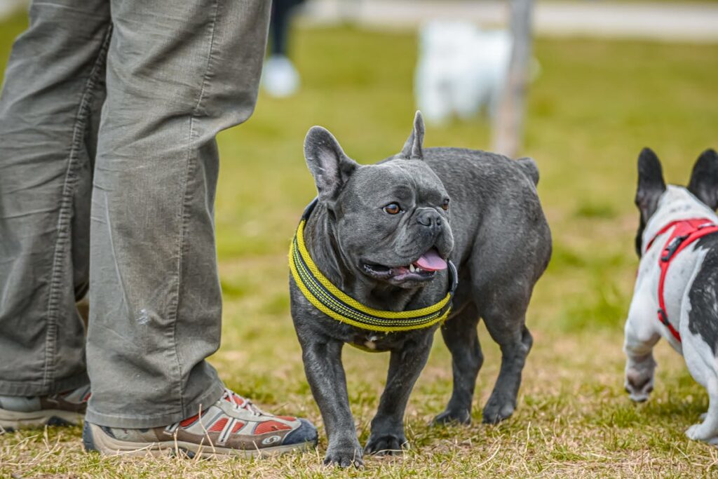 French Bulldog breathing exercises