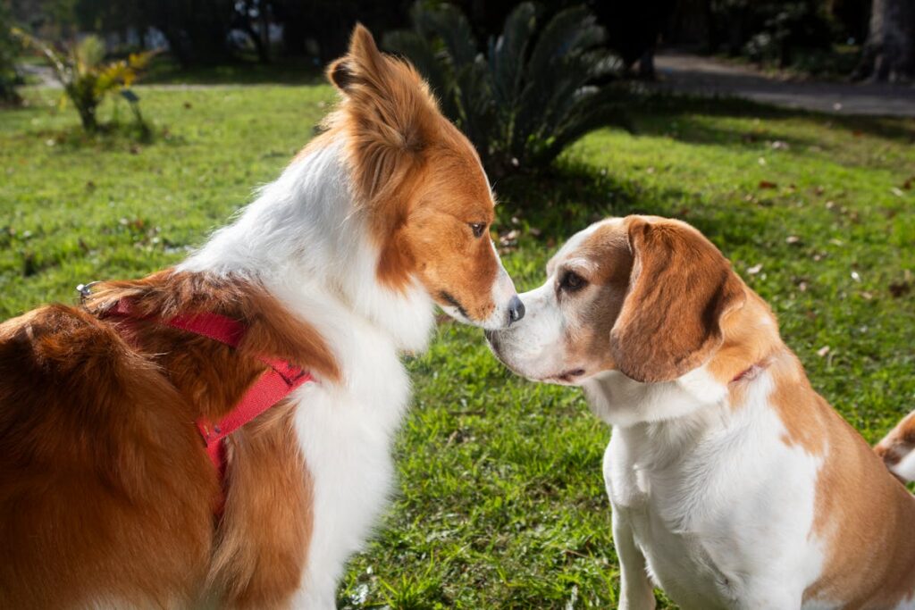 dog dna tests