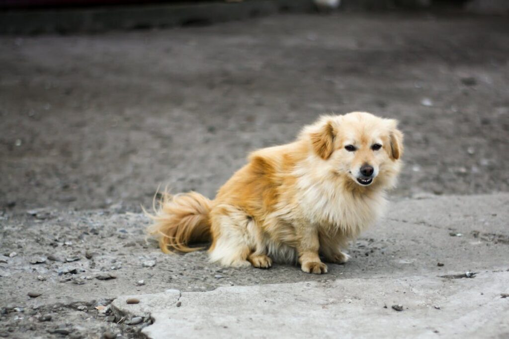 dog scooting on floor reasons