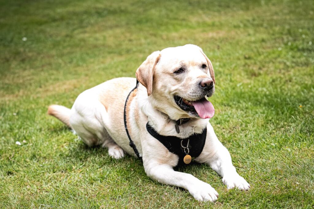 golden retriever vs labrador
