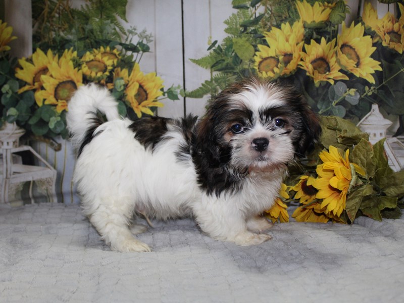 Shih Tzu