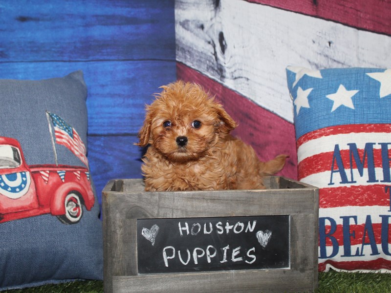 Cavapoo