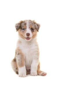 Pet City Houston Toy Australian Shepherd