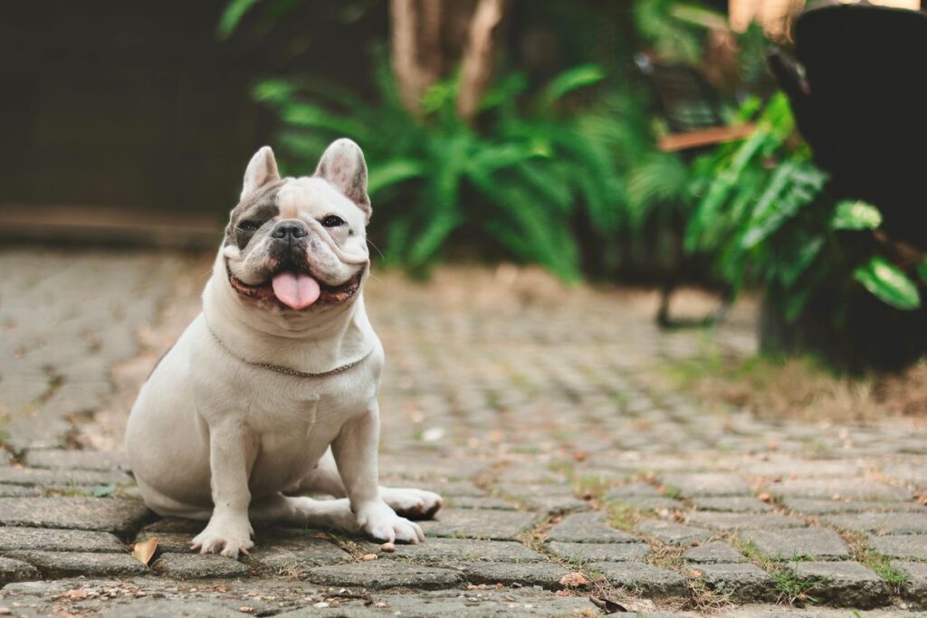 boxer vs bulldog