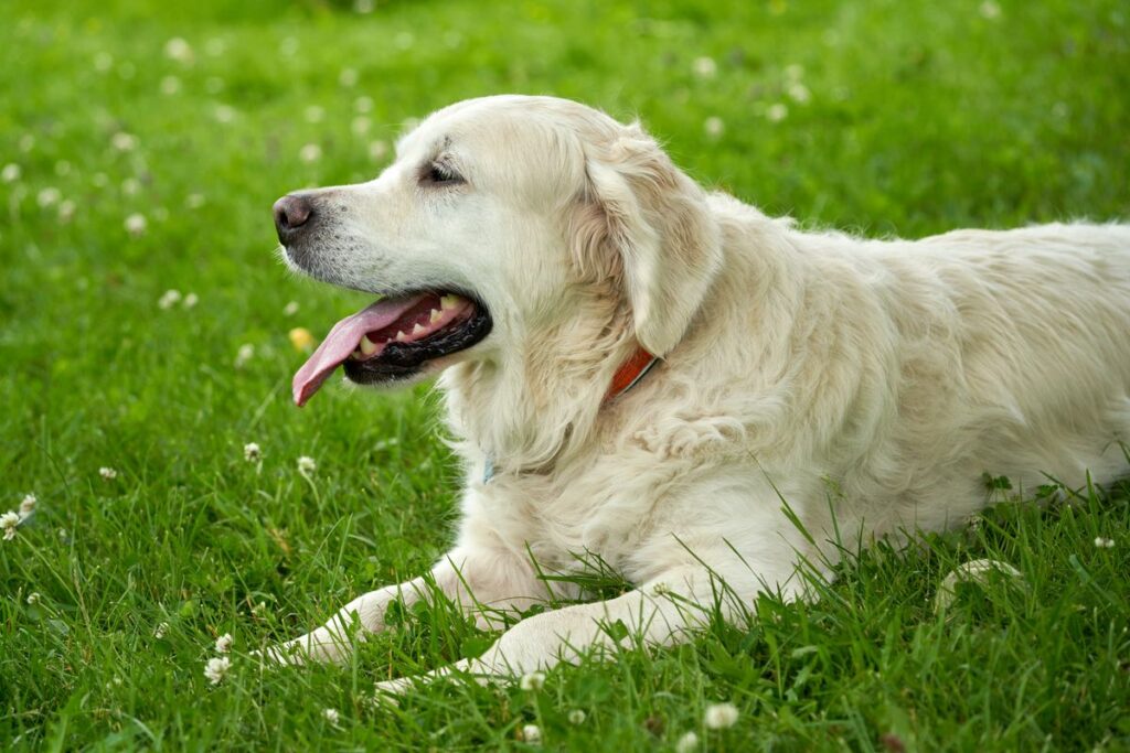 dog sunburn