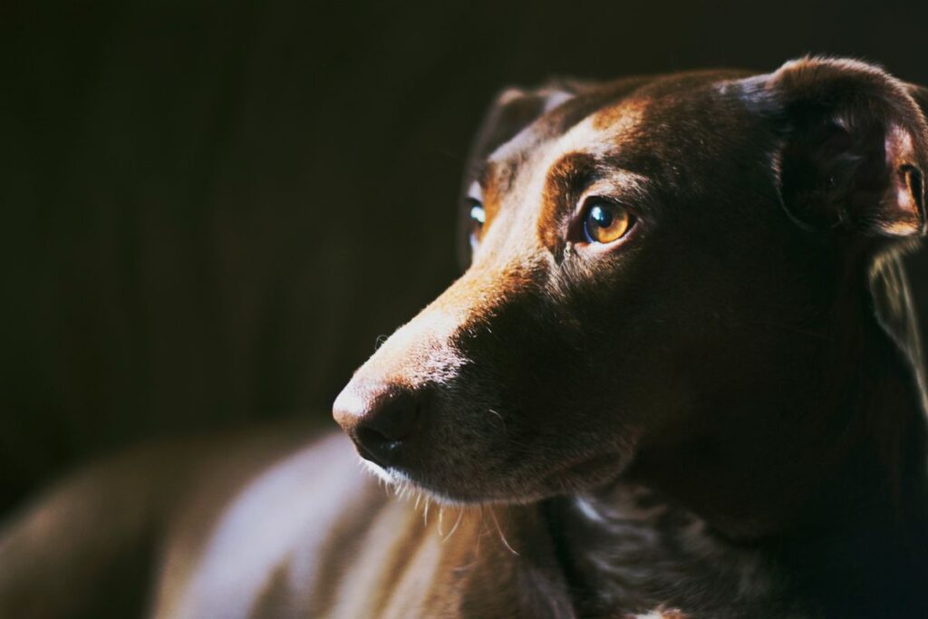 dog scared of dark