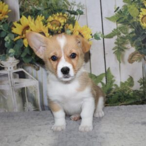 Pembroke Welsh Corgi - PCHAB1525