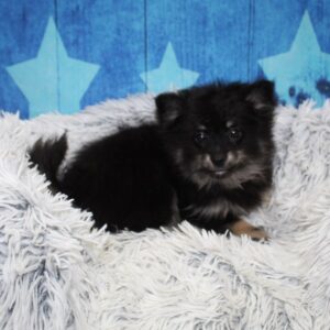 Pomeranian - PCHAB1605