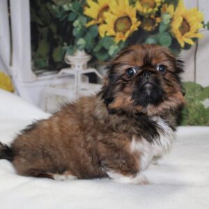 Pekingese - PCHAB1530