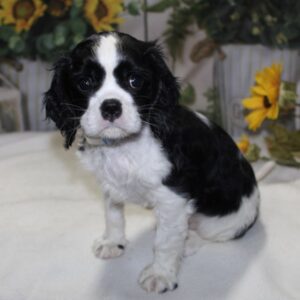 Cavalier King Charles Spaniel - 26250-02
