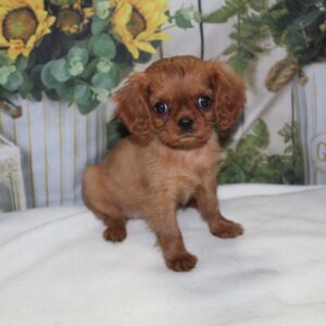 Cavalier King Charles Spaniel - 26256-05