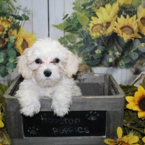 Malti Poo - PCHAB1535
