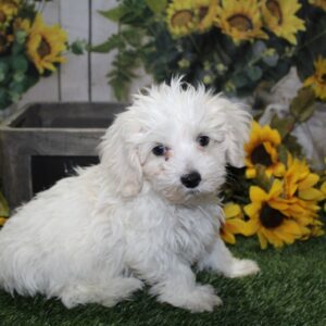 Malti Poo - PCHAB1537