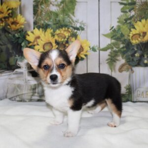 Pembroke Welsh Corgi - PCHAB1549