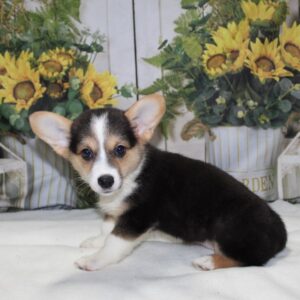 Pembroke Welsh Corgi - PCHAB1547