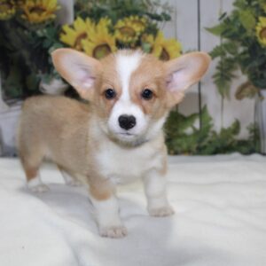 Pembroke Welsh Corgi - PCHAB1545