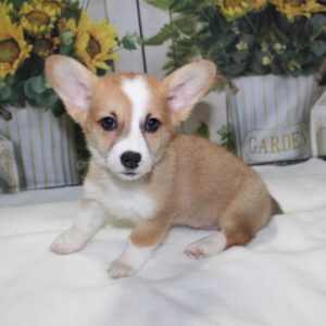 Pembroke Welsh Corgi - PCHAB1548