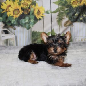 Yorkshire Terrier - PCHAB1558