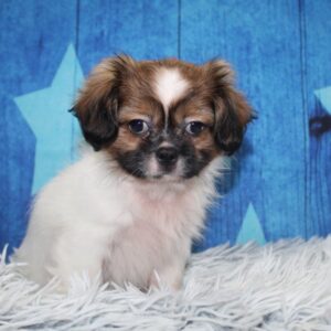 Shih Tzu - PCHAB1572
