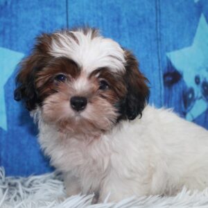 Shih Tzu - PCHAB1574