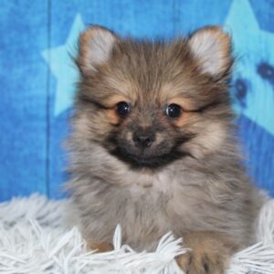 Pomeranian - PCHAB1564