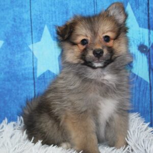 Pomeranian - PCHAB1565