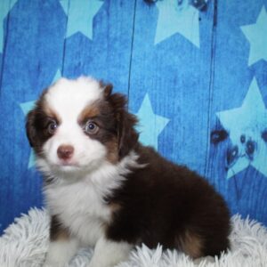 Toy Australian Shepherd - PCHAB1592