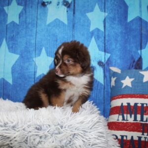 Toy Australian Shepherd - PCHAB1591