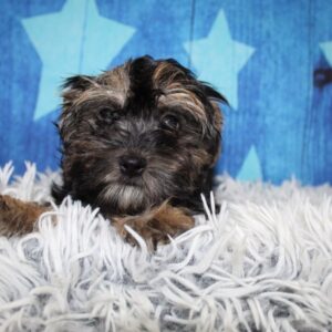 Morkie - PCHAB1563