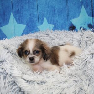 Peke-A-Tzu - PCHAB1595