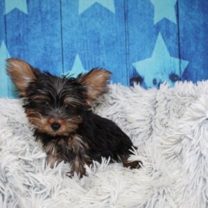Yorkshire Terrier - PCHAB1603