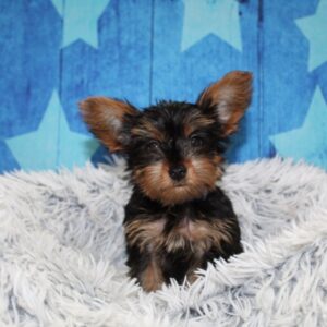 Yorkshire Terrier - PCHAB1601