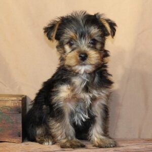 Yorkshire Terrier - PCHAB1610