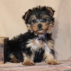 Yorkshire Terrier - PCHAB1611