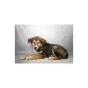 Alaskan Malamute - N10232