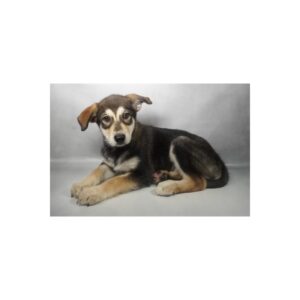 Alaskan Malamute - N10228