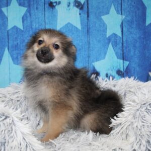 Pomeranian - PCHAB1606