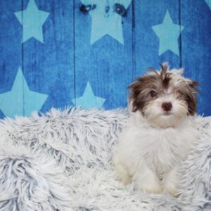 Havanese - PCHAB1607