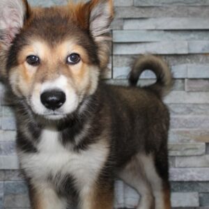 Alaskan Malamute - N10232