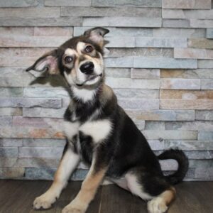 Alaskan Malamute - N10228