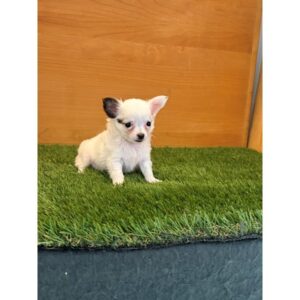Chihuahua - 397098